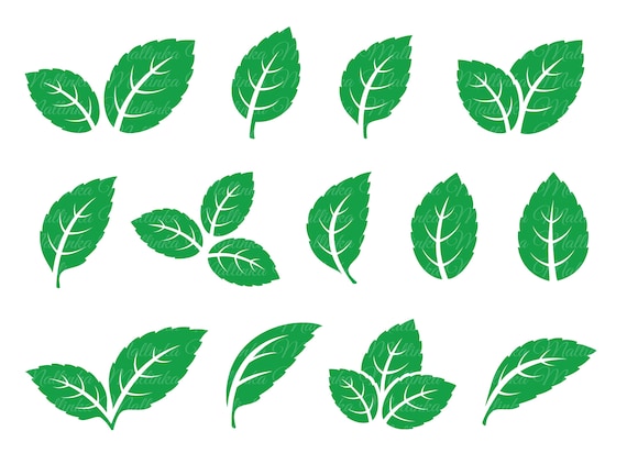 Leaves. Leaves Svg. Svg. Green leaves. Vector elements. Tea leaf  silhouette. Mint leaf. Design Icons. Green plant leaves. Nature. Twig. Png.