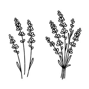Può includere: Illustrazione in bianco e nero di due mazzi di lavanda. I mazzi presentano dettagli di capolini e steli, legati alla base. L'immagine è ambientata su uno sfondo bianco.