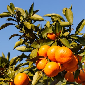 May include: A close-up shot of a citrus tree laden with ripe oranges. The bright orange fruits are clustered together, contrasting with the green leaves and the clear blue sky in the background. The image captures the freshness of the harvest.