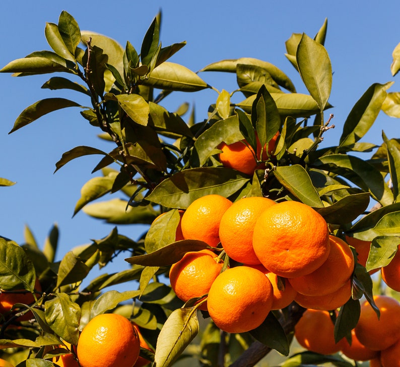 May include: A close-up shot of a citrus tree laden with ripe oranges. The bright orange fruits are clustered together, contrasting with the green leaves and the clear blue sky in the background. The image captures the freshness of the harvest.