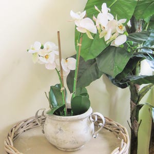 Op de afbeelding: Een witte keramische pot met twee handvatten, gevuld met witte orchideeën bloemen en groene bladeren. De pot staat op een geweven dienblad, met een grote groenbladige plant op de achtergrond. De bloemen hebben gele centra.