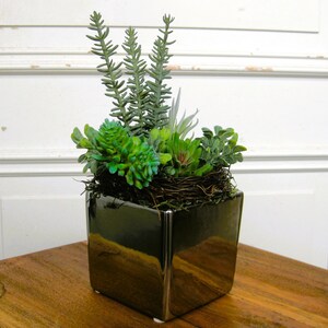Peut inclure: Un pot carré noir brillant rempli d'une variété de succulentes et de plantes vertes. L'arrangement comprend des plantes vertes épineuses en forme de fougère et des succulentes arrondies vibrantes. Le pot est posé sur une surface en bois.
