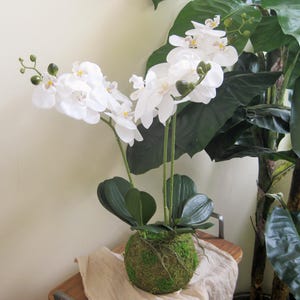 Op de afbeelding: Een witte orchidee met groene bladeren en een met mos bedekte bolvormige basis. De orchidee heeft meerdere witte bloesems en staat op een houten oppervlak met een beige doek. Op de achtergrond staat een grote groene plant.