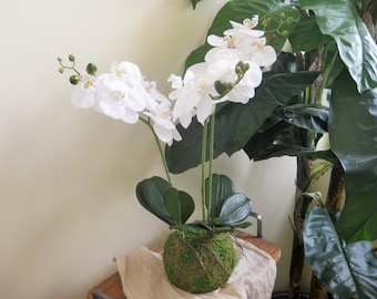 Knstliche Orchidee - Kunstblume, wei - Schmetterling-Orchidee mit Topf -  Etsy sterreich