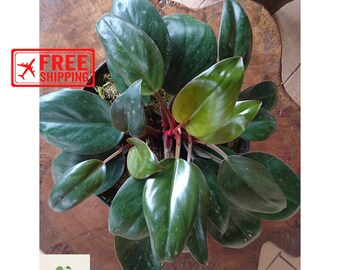 Home Depot Pot Stand Etsy