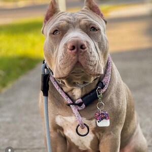 May include: A light gray pit bull terrier dog wearing a pink and black glitter dog collar with a black leash and a white and purple glitter dog tag that says "Nala".