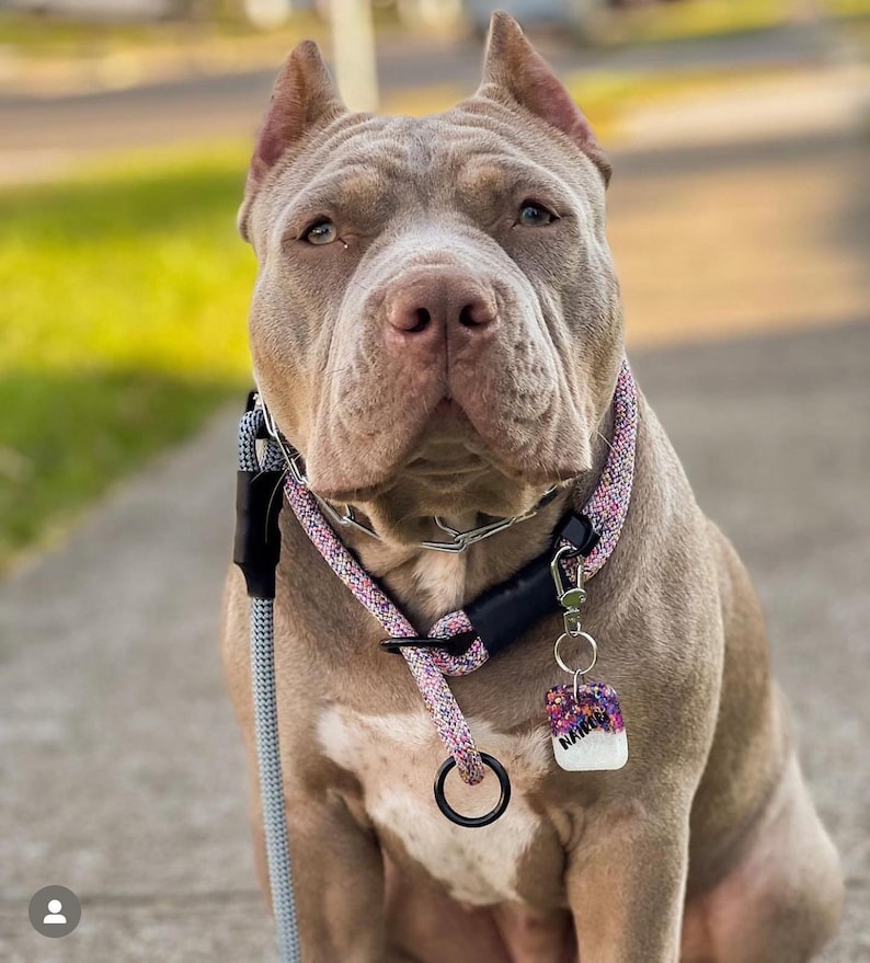 May include: A light gray pit bull terrier dog wearing a pink and black glitter dog collar with a black leash and a white and purple glitter dog tag that says "Nala".