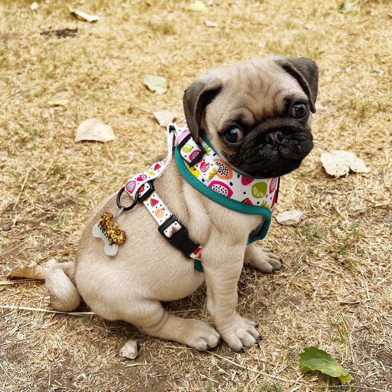May include: A light brown pug puppy wearing a teal and white dog harness with a fruit pattern. The harness has a gold bone charm attached to it.