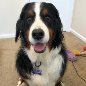May include: A Bernese Mountain Dog with black, white, and brown fur is sitting and looking directly at the camera. The dog has a purple dog tag with the name "Shiloh" on it.