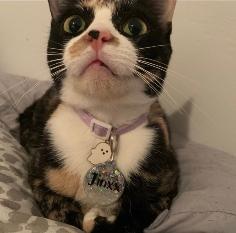 May include: A calico cat with green eyes wearing a purple collar with a ghost charm and a round silver tag that says "Jinx" in black lettering.