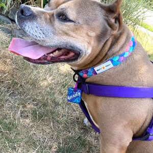 May include: A brown and white dog wearing a purple harness and a blue, green, and pink mermaid-themed collar with the text "Mighty Pooch". The dog is wearing a blue and green tag that says "Dynasty".