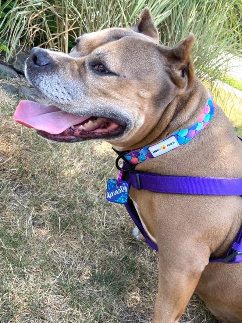 May include: A brown and white dog wearing a purple harness and a blue, green, and pink mermaid-themed collar with the text "Mighty Pooch". The dog is wearing a blue and green tag that says "Dynasty".