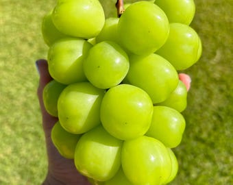 muscat Kawasaki 750 ZX-7 R 1996 - Motorcycle specifications, reviews, photos