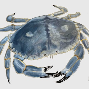 Crab Painting. Original Hand Painted Grey Crab. Coastal Wall Art. Art for foodies or Seafood lovers. Kitchen/Restaurant Wall Art.