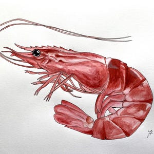 Shrimp Painting. Original Hand Painted Red Shrimp. Coastal Wall Art. Art for Kitchen/Restaurant. Contemporary Art for Foodie or Chef.