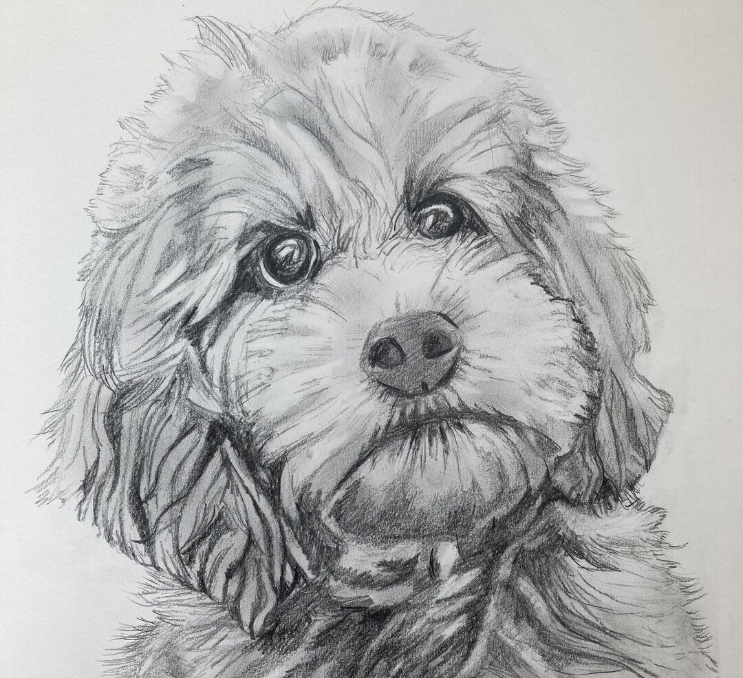 Dog Drawing From Photo, Dog Sketch From Photo, Custom Dog Drawing, Dog