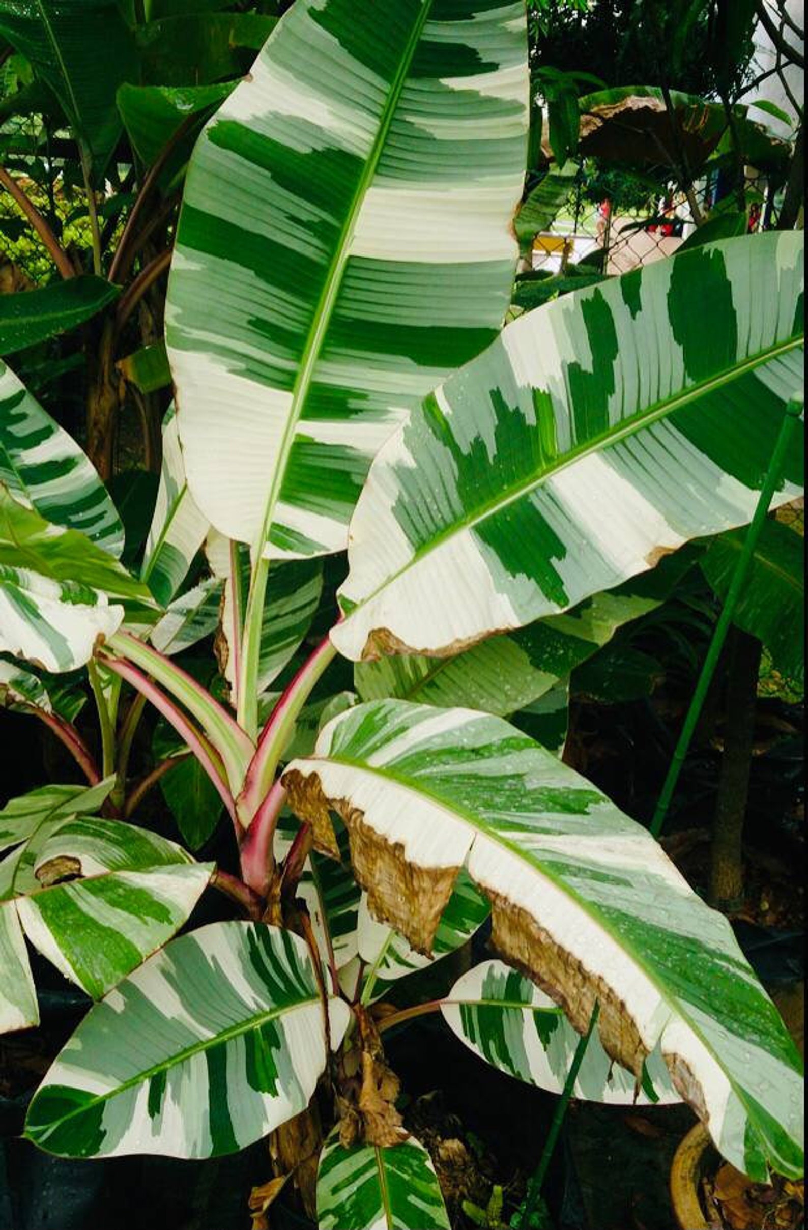 Variegated Musa Banana Live Plant Hawai Banana PLANTS Florida Etsy