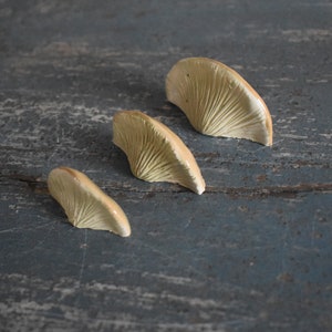 A Set of 3 Tree Mushroom Ceramic Magnets Sandy Beige image 4