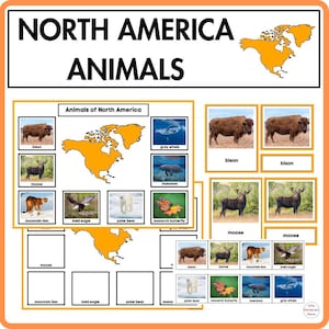 Könnte beinhalten: Lehrreiches Poster mit dem Titel "Nordamerikanische Tiere" mit Illustrationen verschiedener nordamerikanischer Tiere, darunter Bisons, Elche und ein Weißkopfseeadler. Das Poster enthält eine Karte von Nordamerika und Tierbeschriftungen. Das Farbschema ist orange, weiß und braun.