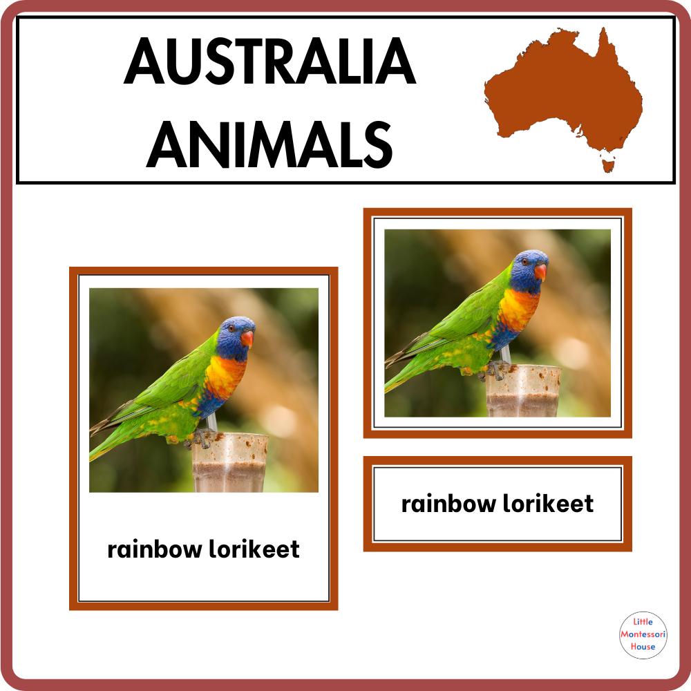 AUSTRALIA Animals Montessori 3 Part Cards Geography Unit for Primary ...