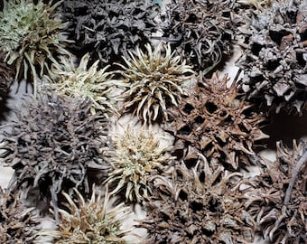 Sweetgum Balls for Isopods, Dried Sweet Gum Seed Pods, Witches Burrs, 50 Organic Pods