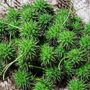 May include: A close-up shot of a pile of bright green, spiky seed pods. Each pod is round with numerous sharp, needle-like protrusions. Some pods have thin, green stems attached. The pods are arranged on a brown, textured surface.