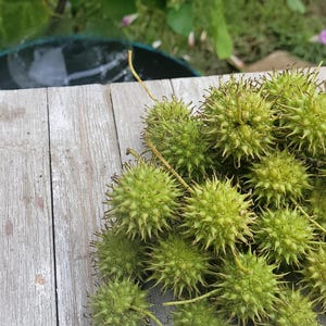 Fresh Green Sweetgum Pods (25): Natural Fall Wreath Supply, Tinctures