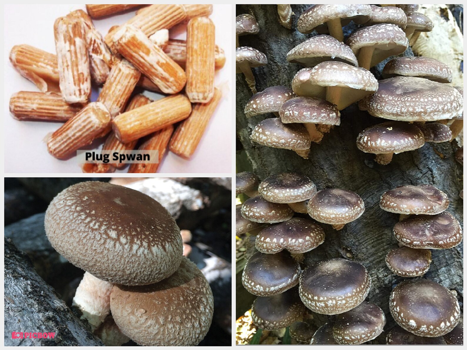 Shiitake Mushrooms Plug Spawn fungi Lentinula edodes Edible Etsy