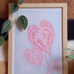 Anthurium Clarinervium - Handgemachte Illustration mit Bleistift