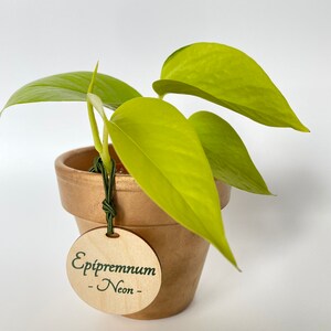 Marcadores de plantas estacas de jardín marcador de jardín | Etsy