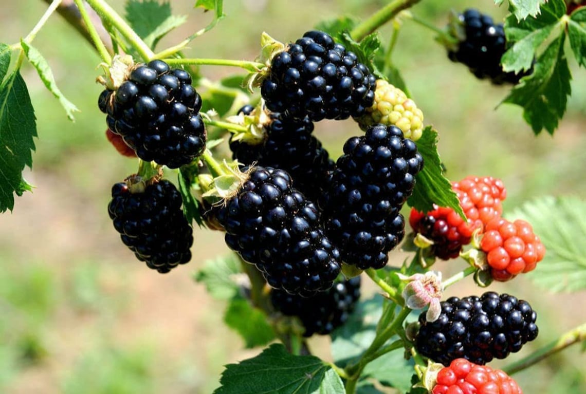 Sweetie Pie Blackberry Live Plant Pack 2 Thornless Etsy