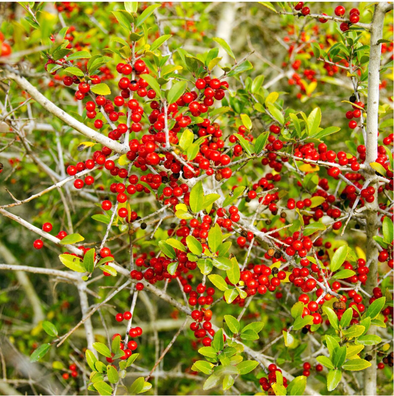 Yaupon Holly Starter Plant Yaupon Holly Live Plant 2 | Etsy