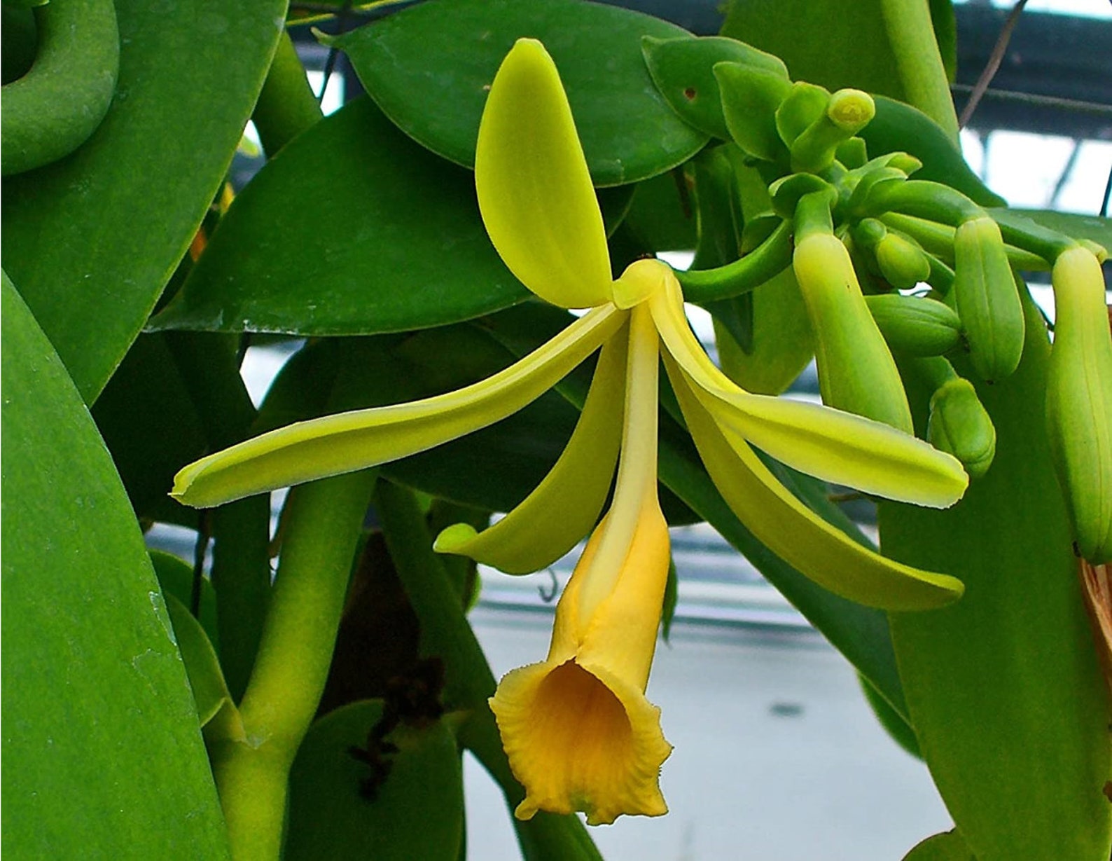 vanilla-vine-plant-vanilla-orchid-live-plant-vanilla-etsy