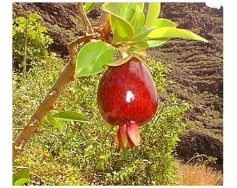 Winter Cherry Plant Etsy