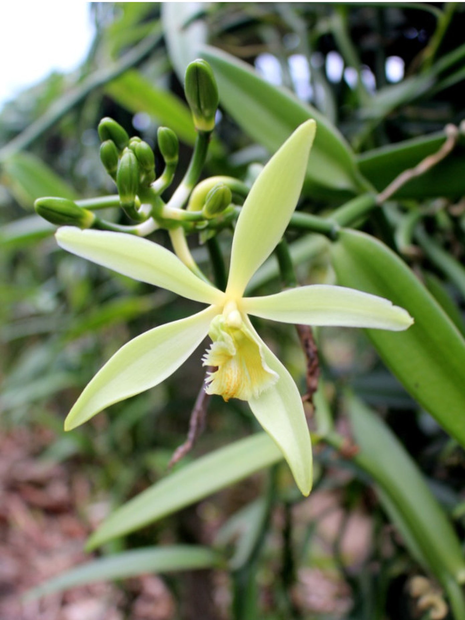 Vanilla plants. Орхидея ваниль вариегатная. Орхидея ваниль плосколистная. Орхидея ваниль Грин. Vanilla planifolia “variegated Yellow”.