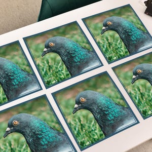 Pigeon photo placemat set, bird-themed table decor, unique pigeon print table mats for bird lovers, realistic city bird dining accessory