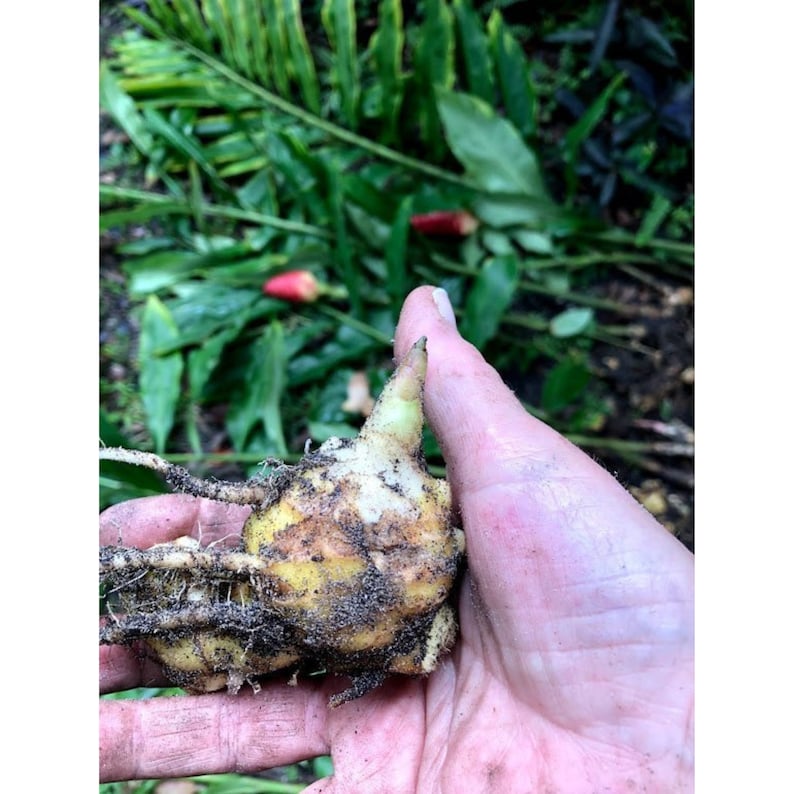 Shampoo Ginger Rhizomes, Zingiber zerumbet, Pine Cone Ginger Plant, Free Offer image 9