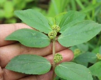 Euphorbia Hirta, Dried Asthma Plant, Chan Garden Spurge For Herbs, 100% Non GMO, Vey Rare find, WILDCRAFTED HERBS