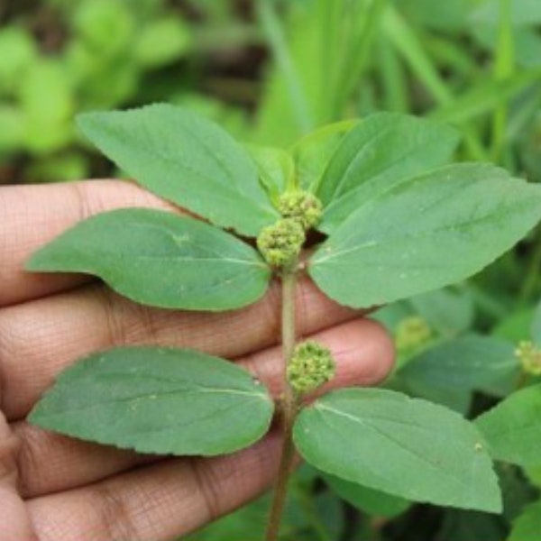 Euphorbia Hirta, Pianta d'asma essiccata, Chan Garden Euforbia per erbe, 100% Non OGM, Vey Rare trovare, ERBE SELVAGGIE