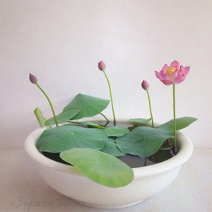 Mélange de graines de lotus, Nelumbo nucifera rose, bol pour bonsaï pour bassin