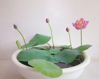 Semillas de loto mixtas, Nelumbo nucifera rosa, cuenco para estanque de bonsái