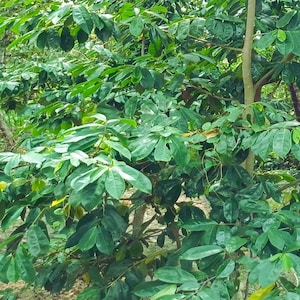 100+ Soursop Leaves, Dried Annona muricata, Guanabana leaf, Free Shipping, Select Leaves Amount
