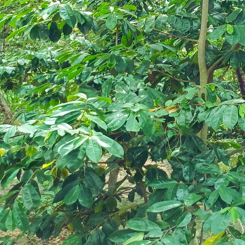 100+ Soursop Leaves, Dried Annona muricata, Guanabana leaf, Free Shipping, Select Leaves Amount