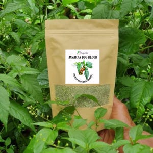 Fertility Bush ( Rivina Humilis ) | Dog Blood Herb | 100% ORGANIC & WildCrafted Fresh Dried and GROUNDED from Jamaica | Free Shipping
