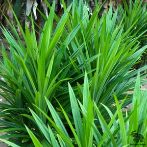 #Pandan Leaves, #Hojas de Pandan, #Feuilles de Pandan, #Pandanblätter, #Foglie di Pandan, #Folhas de Pandan, #Pandanbladeren, #Листья пандана,  #班兰叶 , #パンダンの葉, #판단잎, #ใบเตย, #Daun Pandan, #Lá lá dứa