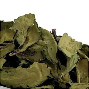 Jamaican fresh life of leaf,RARE,Miracle Leaf,bryophyllum pinnatum,One Root,Air Plant,Miracle Leaf,Life Plant,Leaf of Life