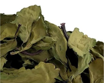 Getrocknetes Wunderblatt, Bryophyllum Pinnatum, Jamaika-Lebenspflanze