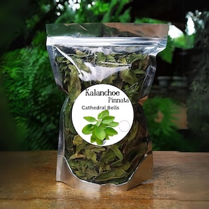 Dried Leaf Of Life herb, Cathedral Bells, Miracle Leaf, Kalanchoe Pinnata Pure natural, Pick to order, Organically grown