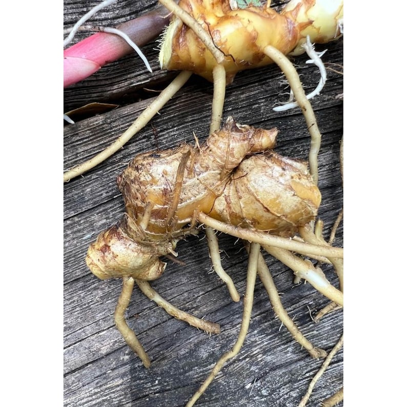 Shampoo Ginger Rhizomes, Zingiber zerumbet, Pine Cone Ginger Plant, Free Offer image 8