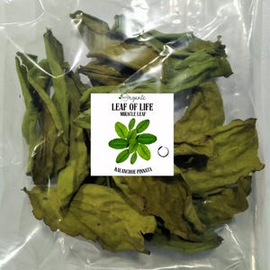 Dried Leaf Of Life herb, Cathedral Bells, Miracle Leaf, Kalanchoe Pinnata Pure natural, Pick to order, Organically grown